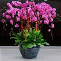 室内花卉绿植租摆相关产品推荐