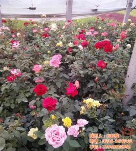 租摆时令草花宿根草花|春满人间花卉|草花_农副产品_世界工厂网
