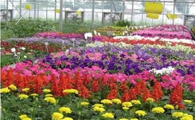花卉产业冷链物流的现状及特点