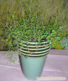 上海防辐射仙人掌植物花卉销售 _上海防辐射仙人掌植物花卉销售 高清大图_上海防辐射仙人掌植物花卉销售 高清图片_一比多产品库