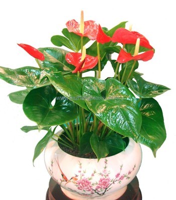 长沙植物租赁 长沙花卉租赁 长沙植物绿植租摆-钱眼产品