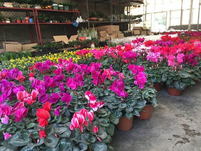 四川源福花卉主营产品:各类鲜盆花、观叶植物