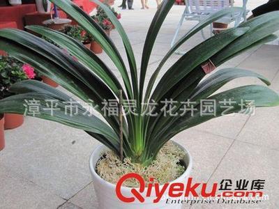 产地直销君子兰成品苗 君子兰小苗 室内盆景批发 (无中介)-漳平市永福灵龙花卉园艺场提供产地直销君子兰成品苗 君子兰小苗 室内盆景批发 (无中介)的相关介绍、产品、服务、图片、价格漳平市永福灵龙花卉园艺场、杜鹃花;君子兰;茶花;桂花;凤梨;蟹爪莲;碧玉;竹柏