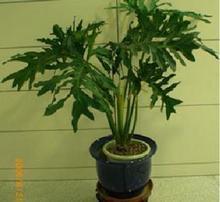 【春雨花卉】最新最全春雨花卉 产品参考信息
