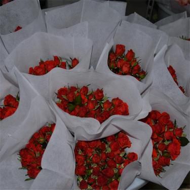 玫瑰花刺的作用