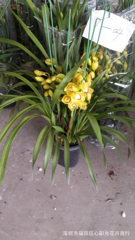 y04黄色大花蕙兰基地直销】批发
